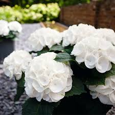 Hortensie Kanmara Weiss 3 Hortensien Hortensien Weiss Hortensien Garten