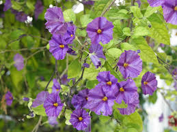 Image result for Lycianthes rantonnetii