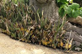 Image result for Eulophia petersii