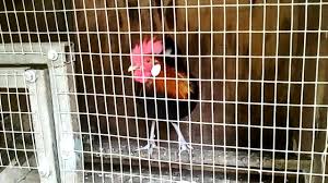 Usia dari ayam ini sangat berpengaruh pada harga jual ayamnya. Ayam Muda Untuk Dijual Call 0196089650 Pak Andak Area Muar Johor By Jejak Belukar