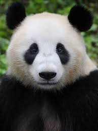 Head Portrait Of A Giant Panda Bifengxia Giant Panda Breeding And Conservation Center China Photographic Print Eric Baccega Allposters Com Giant Panda Panda Bear Panda