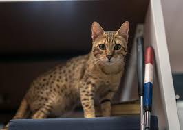 Now they are produced by a serval and savannah breeding or a savannah cat to a savannah cat breeding. Bringing A Savannah Kitten Home Savannah Kittens Savannah Cats