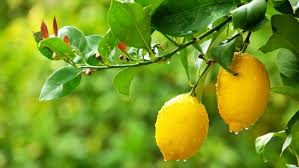 How can i please this lovely looking lemon and make it happy. 5 Common Citrus Tree Problems Stuff Co Nz