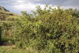 Image result for Searsia pyroides