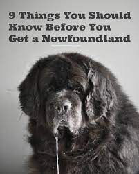 So You Think You Want A Newfoundland Here S 9 Things You Should Know My Brown Newfies
