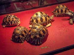 In Jakarta Wildlife Monitors Find A Hotspot For The Illegal Tortoise Trade