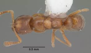 Image result for Zornia punctatissima