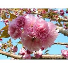 Check spelling or type a new query. Buy 1 Kwanzan Flowering Cherry Tree Online In Hungary B01d1jdgno