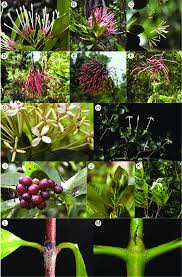 Image result for Ixora brachypoda