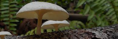Image result for Marasmius sp.