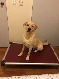 While most of us don't often think of our own personal bed as a cherished a while back i built a dog be d for our american mastiff, truman. All Aluminium Kuranda Dog Bed Therian