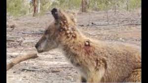 Duncan ticks a lot of boxes.. Crows Removing Ticks Part 2 Of 5 Youtube