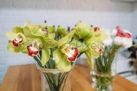 Check spelling or type a new query. Green Orchid Bouquet Close Up Flower Arrangement In The Shop Stock Photo Crushpixel