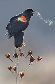 Black Bird With Red And Yellow Wing Tips Pin By Janice Matuch On Ptaki Beautiful Birds Animals Beautiful Birds
