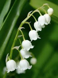 Последние твиты от muguet (@muguetzzle). Muguet Convallaria Majalis Le Jardin Du Pic Vert