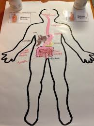 Digestive System Jj Human Body Unit Body Systems Human Body Systems