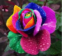 Pin On Flowers