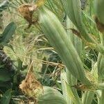 Image result for Bonatea steudneri