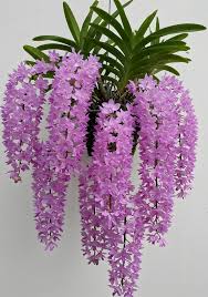 Image result for Rangaeris muscicola