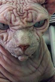 pin on funny crazy liquid alien cats