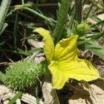 Image result for Cucumis prophetarum