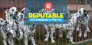 We did not find results for: 40 Reputable Dog Breeders In The Usa Of 2020 Akc Recognized