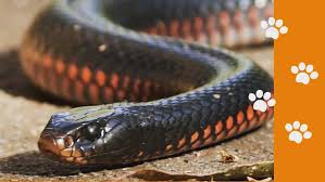 Use the arrow keys to control your snake and spacebar to pause. Snake Bites And Pets 24 September 2020