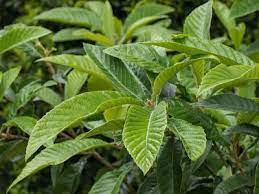 *oo* matches names which contain oo _ is a wildcard that matches exactly one letter Wann Ist Die Wollmispel Winterhart Pflegetipps Fur Eriobotrya Japonica