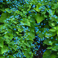 May 09, 2020 · you can grow corsican mint in full sun or part shade, but it needs to be protected from intense sunlight either way. Perennial Flowers For Shade Gardens