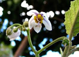 Image result for Solanum sp.no.2