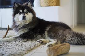 Handcrafted, durable and functional leather dog products that are also beautiful! Zero Waste Dog Care A Tail Wagging Guide To Keeping Paws Off Plastic