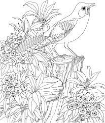 Choose any free printable coloring page among hundreds of cute farm and wild animals, rainforest animals, sea and ocean animals, jungle and zoo baby animals and many more. Hard Bird Coloring Pages For Adults Coloring Page For Adults Adult Coloring Pages