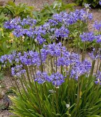 From Mom In Front Garden Agapanthus Plant Varieties Care Garden Design Agapanthus Plant Plants Agapanthus