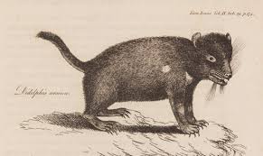 Animals that start with t learn the abc's with this free online activity for preschoolers featuring cute animals that start with the letter t. Tasmanian Museum And Art Gallery The Remarkable Tasmanian Devil Exhibition