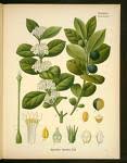 Image result for Acokanthera schimperi