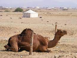 Besides good quality brands, you'll also find plenty of discounts when you shop for camel tent during big sales. Camel And Tent Jeddah Daily Photo