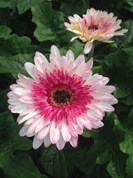 Pin By Klepac Greenhouses Inc On Gerbera Daisies Gerbera Flower Gerbera Gerbera Daisy