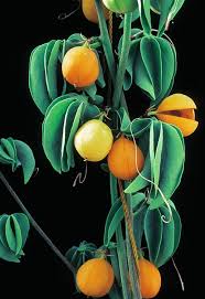 Image result for Adenia zambesiensis