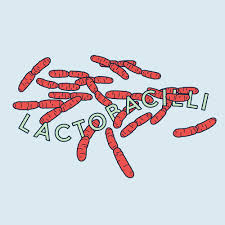 Your Guide To Vaginal Probiotics | Daye