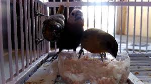 Meski burung ini sudah sangat populer, namun saya yakin masih ada informasi yang belum anda ketahui tentang burung. Memberi Makan Burung Pipit Youtube