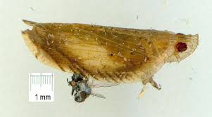 Image result for Lophiocarpaceae