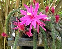 As for fertilizer, i just use half the recomended dose of miracle grow about evey month or so all year long. White Christmas Cactus Plant Zygocactus 6 Hanging Etsy Christmas Cactus Plant Cactus Plants Christmas Cactus