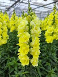 Image result for Antirrhinum majus