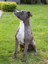 Most australian cattle dog mixes are small to medium in stature and full of personality. Australian Cattle Dog Pit Bull Mix The Dogs Of San Francisco