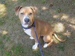 Search for dogs for adoption at shelters near denver, co. Dogs For Adoption Near Denver Co Petfinder