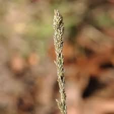 Image result for Sporobolus africanus