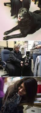 In your infinite wisdom, lord god, when you created the universe you blessed us with all living creatures. 50 Pics Showing Missing Dogs Returning To Their Homes That Might Get You Teary Eyed Bored Panda