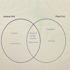 We did not find results for: 20points Students Created A Venn Diagram In Class Comparing Plant And Animal Cells What Is Brainly Com