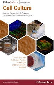 We did not find results for: Download Hd Pdf Version Of Cell Culture Brochure Online Advertising Transparent Png Image Nicepng Com