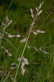 Image result for Hyparrhenia pilgeriana